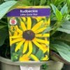 Rudbeckia 'Little Gold Star' 3Ltr Pot 2 Rudbeckia 'Little Gold Star' 3Ltr Pot -Cheap Shrub And Spray Store 5019945067127 4bec35a9 3be6 4fdf 97a0 4664149f34d1