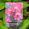 Alstroemeria 'Summer Saint' 3Ltr Pot -Cheap Shrub And Spray Store 5019945211988