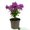 Phlox 'Famous Purple' 3Ltr Pot -Cheap Shrub And Spray Store 5019945219878