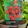 Crocosmia 'Princess' 2Ltr Pot -Cheap Shrub And Spray Store 5019945222243 0f0c26f5 42ea 4da3 9799 f0d9d9431cc4
