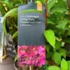 Hydrangea Paniculata 'Pinky Promise' 5Ltr Pot -Cheap Shrub And Spray Store 5019945243798