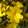 Jasminum Nudiflorum Winter Jasmine 3Ltr Pot 2 Jasminum Nudiflorum Winter Jasmine 3Ltr Pot -Cheap Shrub And Spray Store 5019945915718 e0249c4c 3ef9 434c bc60 4f76c6a7655b
