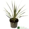 Cordyline Australis 'Sparkler' 2Ltr Pot -Cheap Shrub And Spray Store 5019945923324 947be49e 01a1 4c13 87e0 a29cf8292b1c