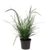 Pennisetum 'Sky Rocket' Grass 2 Ltr Pot -Cheap Shrub And Spray Store 5019945963016