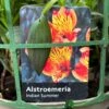 Alstroemeria 'Indian Summer' Peruvian Lily 3Ltr Pot -Cheap Shrub And Spray Store 5019945970120 42f45b91 9576 4408 b7ff 0a2d8332659f