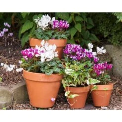 Cheap Shrub And Spray Store -Cheap Shrub And Spray Store 5021346507768 2