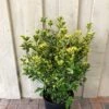 Euonymus Japonicus 'Aureus' 10Ltr Pot -Cheap Shrub And Spray Store 5021768000489