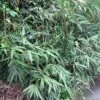 Pseudosasa Japonica Bamboo Plant 1.25m Tall (IT) -Cheap Shrub And Spray Store 5021768004678