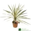 Cordyline Australis 'Torbay Dazzler' 60cm Tall (IT) 2 Cordyline Australis 'Torbay Dazzler' 60cm Tall (IT) -Cheap Shrub And Spray Store 5021768016725