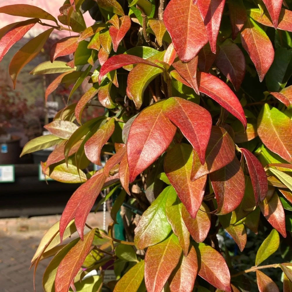 Trachelospermum Jasminoides Arch Trained Jasmine Climber 18Ltr Pot 5 Trachelospermum Jasminoides Arch Trained Jasmine Climber 18Ltr Pot - Image 3