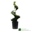 Ilex Crenata Spiral Topiary Plant 100cm Tall 12 Ltr Pot 1 Ilex Crenata Spiral Topiary Plant 100cm Tall 12 Ltr Pot -Cheap Shrub And Spray Store 5021768025673 7bd3a5e8 335a 4311 8df1 7882edb16de0