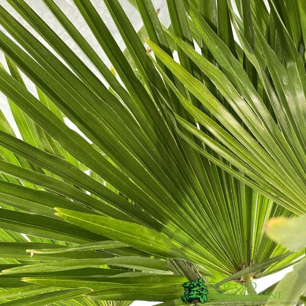 Trachycarpus Fortunei Single Stem 1.7m Tall (IT) 4 Trachycarpus Fortunei Single Stem 1.7m Tall (IT) - Image 2