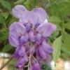 Wisteria Sinensis Climber 1.8m Tall (IT) 2 Wisteria Sinensis Climber 1.8m Tall (IT) -Cheap Shrub And Spray Store 5021768050873