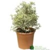 Pittosporum Tenuifolium 'Silver Queen' Plant 50cm Tal (IT) -Cheap Shrub And Spray Store 5021768052945