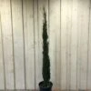 Cupressus Sempervirens 'Totem' Conifer 1.5m Tall (IT) -Cheap Shrub And Spray Store 5021768056844 263a2adb 96d6 417d 9781 9608e7e28eec
