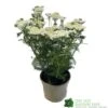 Achillea 'New Vintage White' 3Ltr Pot 1 Achillea 'New Vintage White' 3Ltr Pot -Cheap Shrub And Spray Store 5021768059982