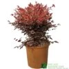 Nandina Domestica 'Obsessed' Heavenly Bamboo 30cm Tall (IT) -Cheap Shrub And Spray Store 5021768064047