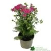 Achillea 'New Vintage Violet' 3Ltr Pot -Cheap Shrub And Spray Store 5021768068984