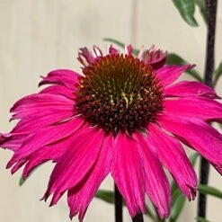Echinacea 'Sensation Pink' Plant 2 Ltr Pot -Cheap Shrub And Spray Store 5021768069202 3