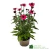 Echinacea 'Sensation Pink' Plant 2 Ltr Pot -Cheap Shrub And Spray Store 5021768069202 9c267101 cf06 4299 acb6 0db8f65e2aec