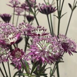Astrantia 'Star Of Love' Plant 3 Ltr 7 Astrantia 'Star Of Love' Plant 3 Ltr -Cheap Shrub And Spray Store 5021768072080 3