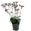 Astrantia 'Star Of Love' Plant 3 Ltr
