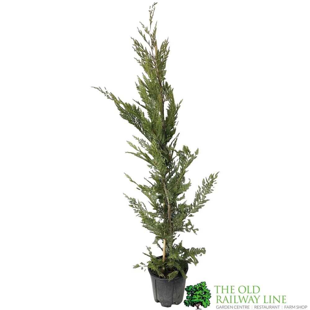 Cupressus Leylandii Conifer Hedging Plant 1.25m Tall (IT) 3 Cupressus Leylandii Conifer Hedging Plant 1.25m Tall (IT)