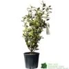 Elaeagnus X Submacrophylla 'Viveleg' Oleaster Plant 50cm Tall (IT) -Cheap Shrub And Spray Store 5021768076903