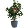 Ilex 'Nellie R.Stevens' Female Holly Bush 10Ltr Pot -Cheap Shrub And Spray Store 5021768084373
