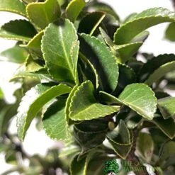 Euonymus Japonicus 'Benkomasaki' 40cm Tall (IT) -Cheap Shrub And Spray Store 5021768087787 3