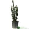 Euonymus Japonicus 'Benkomasaki' 40cm Tall (IT) -Cheap Shrub And Spray Store 5021768087787 6f18793a 5e1c 48d9 9380 1f6614cb3354