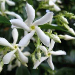Trachelospermum Jasminoides 'Star Jasmine' Tripod Climber 120cm Tall (IT) -Cheap Shrub And Spray Store 5021768087930 2 e192d392 7a65 4b82 b30c 4daa1dd0ffc3