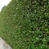 Ligustrum Ovalifolium Privet 80cm Tall (IT) -Cheap Shrub And Spray Store 5021768092262