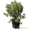 Viburnum Tinus 'Eve Price' Laurustinus Plant 60cm Tall (IT) -Cheap Shrub And Spray Store 5021768096277