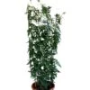 Jasminum Officinale 'Clotted Cream' Jasmine Climber On Trellis 20 Ltr Pot 2 Jasminum Officinale 'Clotted Cream' Jasmine Climber On Trellis 20 Ltr Pot -Cheap Shrub And Spray Store 5021768099698 b819f48d 901c 45ea b5cc 9495cba2dfed