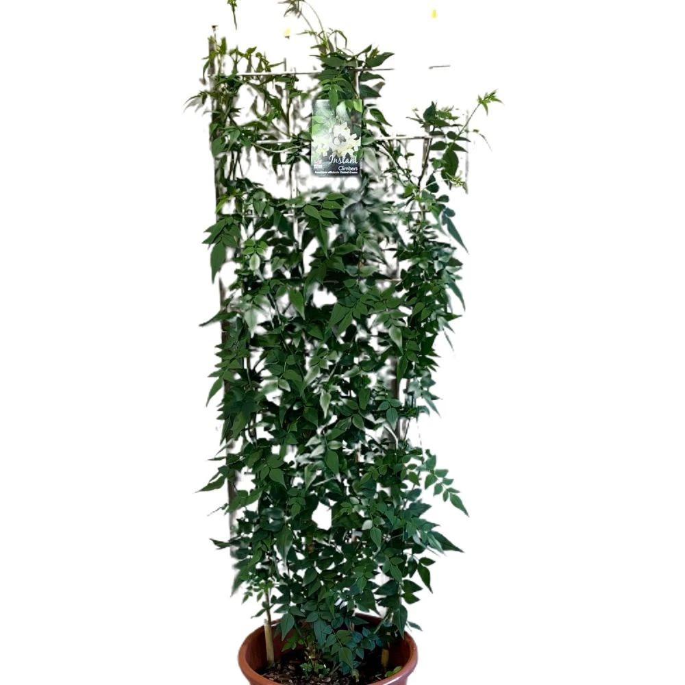 Jasminum Officinale 'Clotted Cream' Jasmine Climber On Trellis 20 Ltr Pot 3 Jasminum Officinale 'Clotted Cream' Jasmine Climber On Trellis 20 Ltr Pot