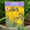 Kniphofia 'Banana Popsicle' 3Ltr Pot -Cheap Shrub And Spray Store 5021768102695