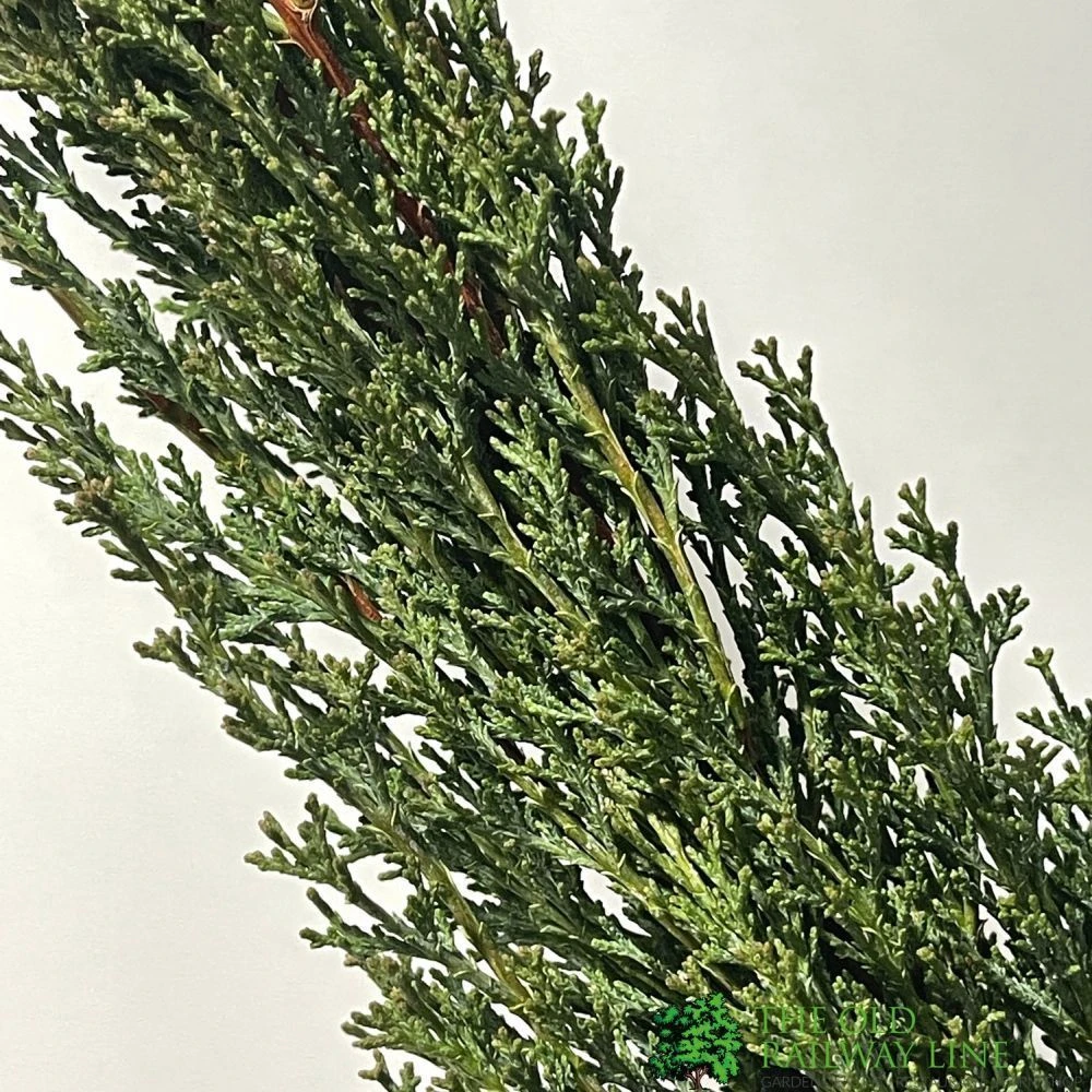 Cupressus Sempervirens 'Totem' Conifer 80cm Tall (IT) 4 Cupressus Sempervirens 'Totem' Conifer 80cm Tall (IT) - Image 2