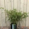 Fargesia Robusta 'Pingwu' Bamboo Plant 9 Ltr -Cheap Shrub And Spray Store 5021768116609 5e54cbec c42e 4503 a6c5 676294f59d3c