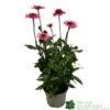 Echinacea 'Delicious Candy' 3Ltr Pot -Cheap Shrub And Spray Store 5021768118924