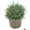 Ficinia 'Ice Crystal' 2Ltr Pot -Cheap Shrub And Spray Store 5021768119242