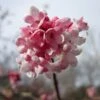Viburnum Bodnantense 'Dawn' Plant 10Ltr 2 Viburnum Bodnantense 'Dawn' Plant 10Ltr -Cheap Shrub And Spray Store 5021768120446