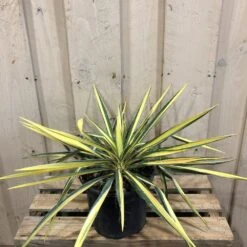 Yucca Filamentosa 'Colour Guard' Plant 3Ltr Pot