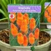 Kniphofia 'Pyromania Orange Blaze' 3Ltr Pot 2 Kniphofia 'Pyromania Orange Blaze' 3Ltr Pot -Cheap Shrub And Spray Store 5021768133330