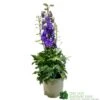 Delphinium Delgenius 'Breezin' 3Ltr Pot -Cheap Shrub And Spray Store 5021768141939