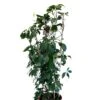 Parthenocissus Quinquefolia Virginia Creeper Climber 20 Ltr Pot -Cheap Shrub And Spray Store 5021768147269 16b9ba73 7f45 45ed 8b5b be8ee02b632c