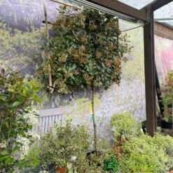 Photinia X Fraseri 'Red Robin' Pleached Form 2m Tall -Cheap Shrub And Spray Store 5021768148341 3