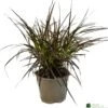 Pennisetum 'Chelsea' 2Ltr Pot -Cheap Shrub And Spray Store 5021768150221
