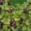 Pittosporum 'Tenuifolium' 3Ltr Pot -Cheap Shrub And Spray Store 5021768155035