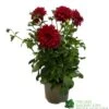 Dahlia 'RedFubuki' 3Ltr Pot -Cheap Shrub And Spray Store 5021768161470